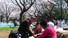 sakura picnic